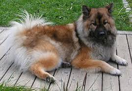Eurasier shedding fur