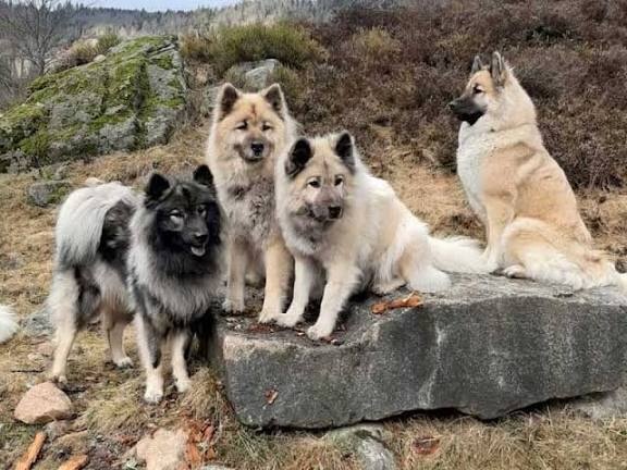 Eurasier watching dogs play