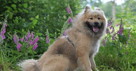 Eurasier with static fur