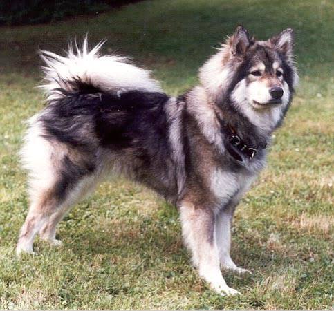 Eurasier staring through baby gate