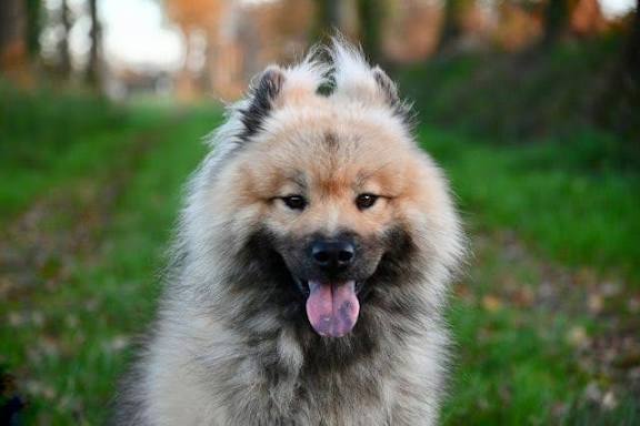 Eurasier looking in mirror