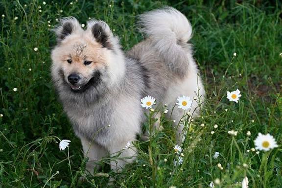 Eurasier appearing suddenly