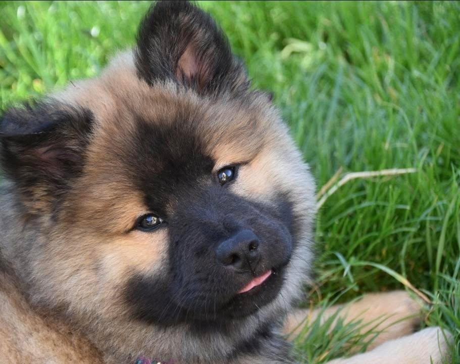 Happy family with dog