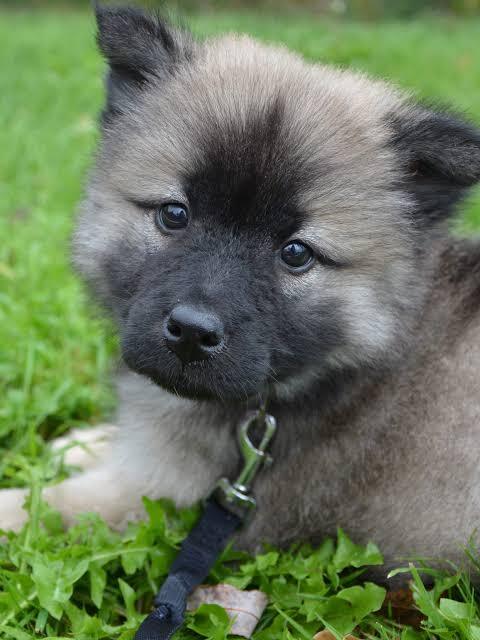 Eurasier avoiding petting