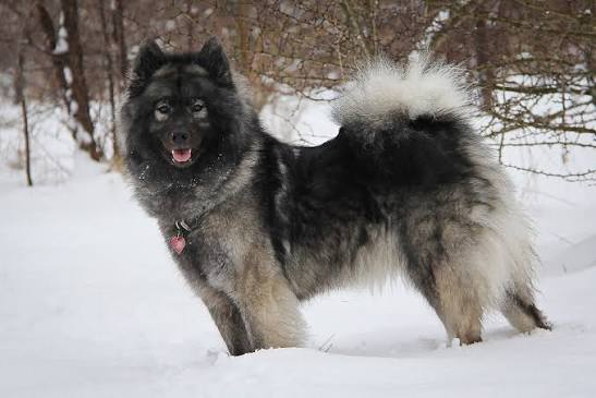 Eurasier under dining table