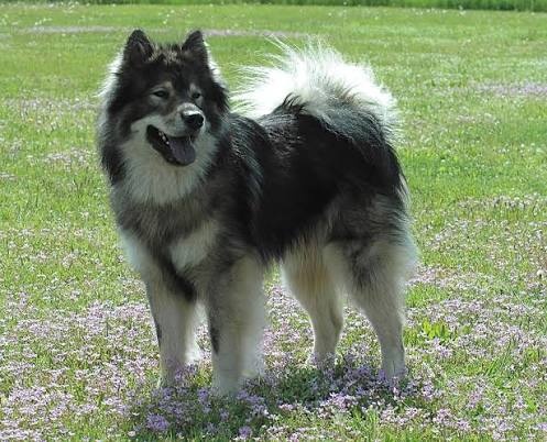 Eurasier observing at dog park
