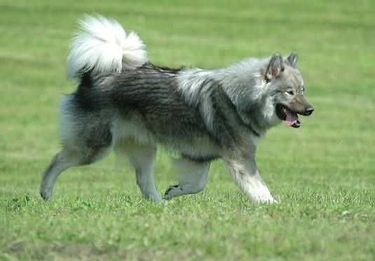 Eurasier with new puppy