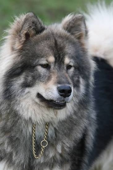 Eurasier pretending to be a rug