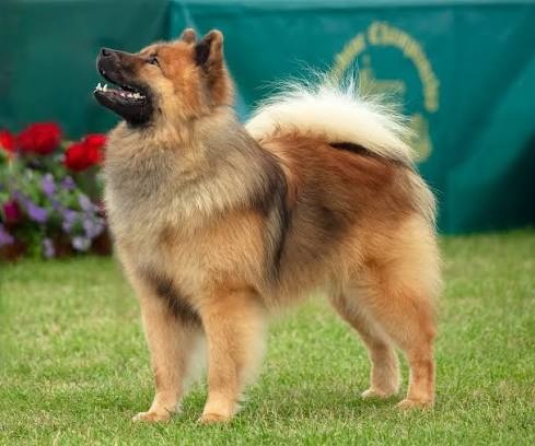 Eurasier ignoring a Boxer