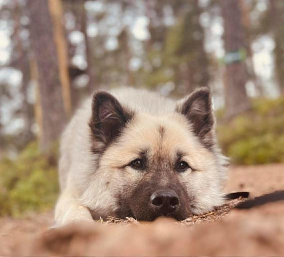 Eurasier refusing to move
