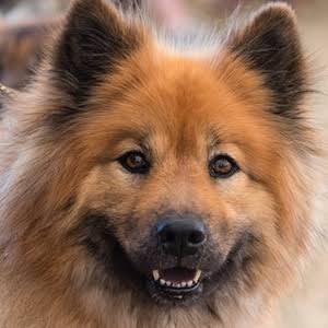 Eurasier with toddler