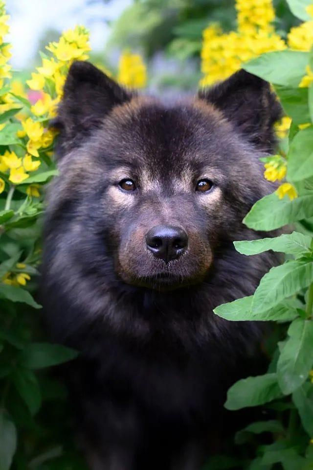 Eurasier hidden behind pillows