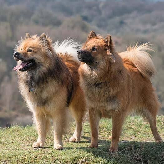 Eurasier judging a treat