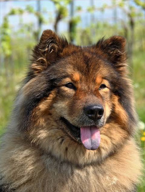 Eurasier calmly observing