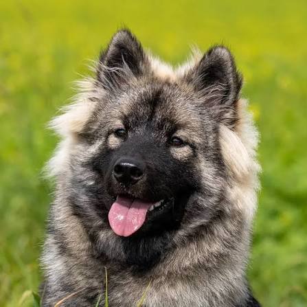 Eurasier with treat