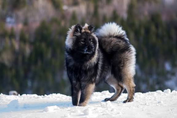 Eurasier in training session