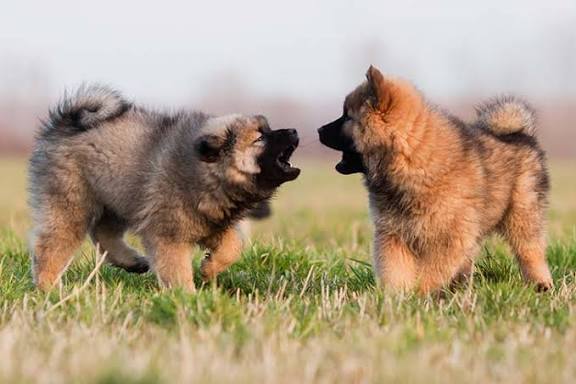 Eurasier hindquarters