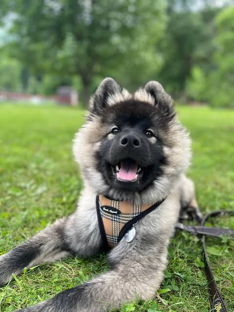 Eurasier being dried