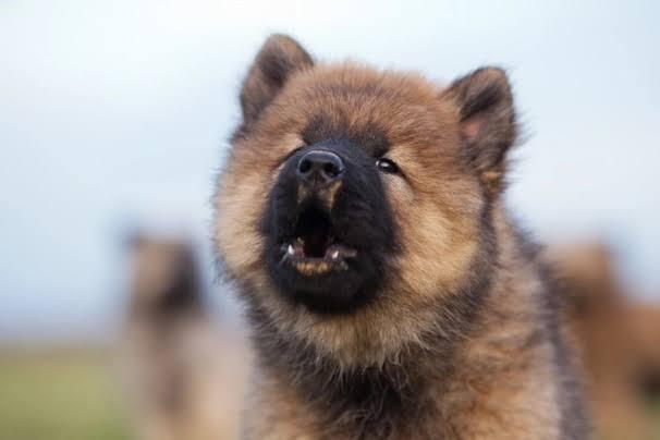 Eurasier approaching guest