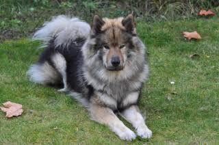 Puppy on hardwood floor
