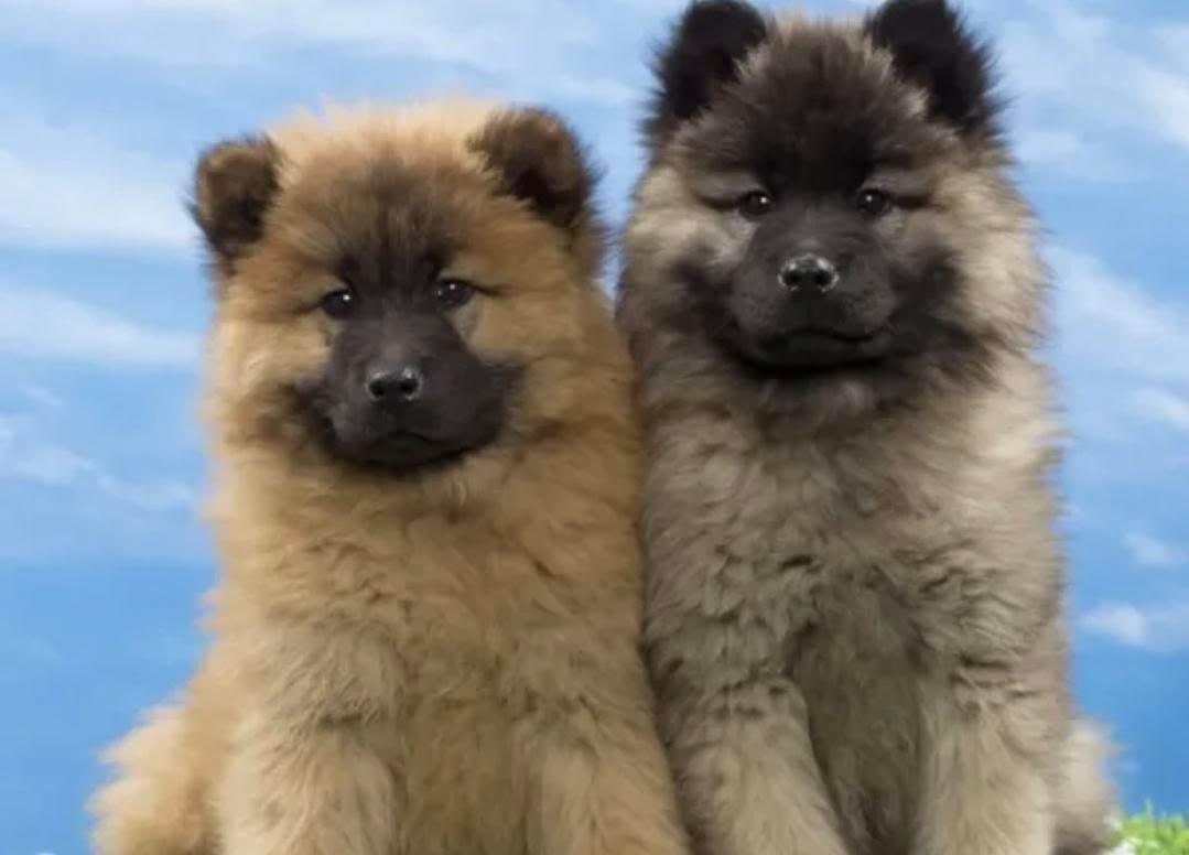 Puppy sleeping in crate at night