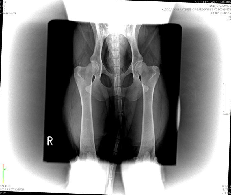 Coda X-ray 2