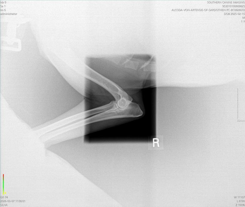 Health certificate 1