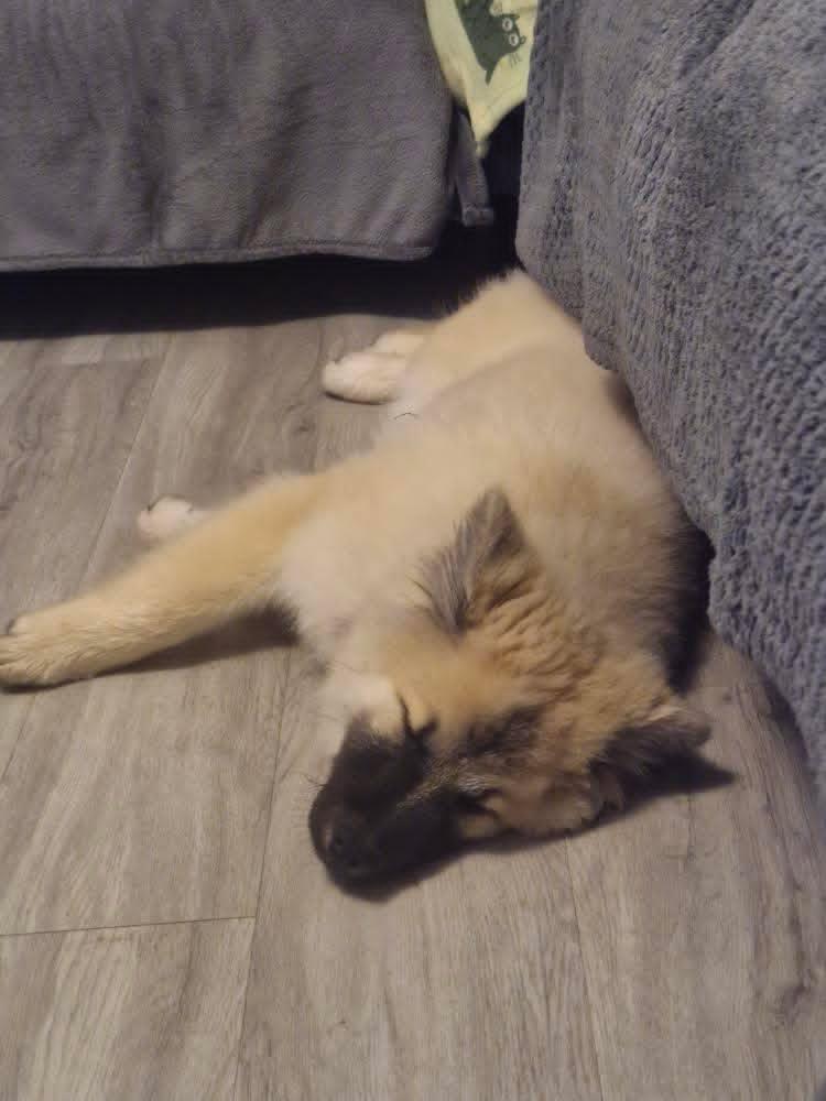 Anari sleeping after a long walk