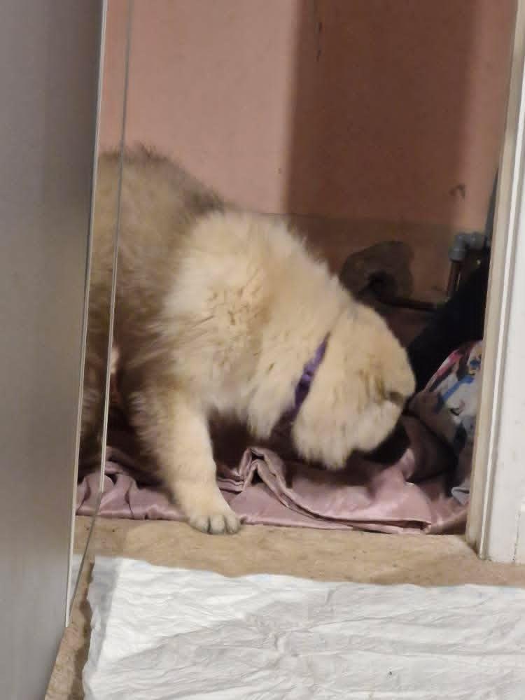 Anari inspecting her bed