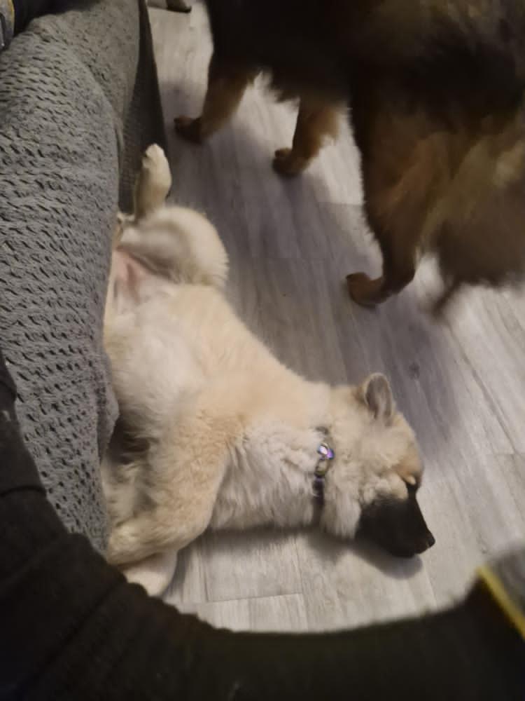 Anari waiting for some belly rubs