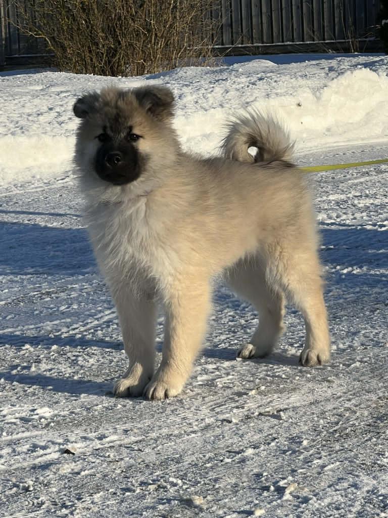 Anari in the snow in Norway