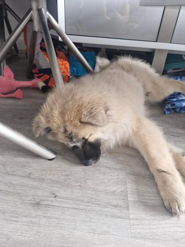 Anari asleep in her favourite spot