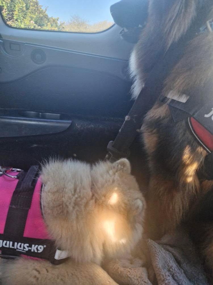 Anari asleep in the car