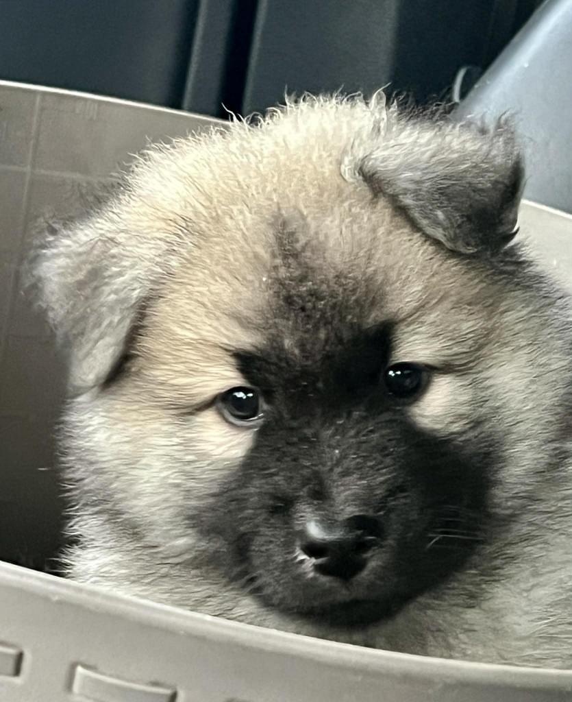 puppy Anari playing in a box