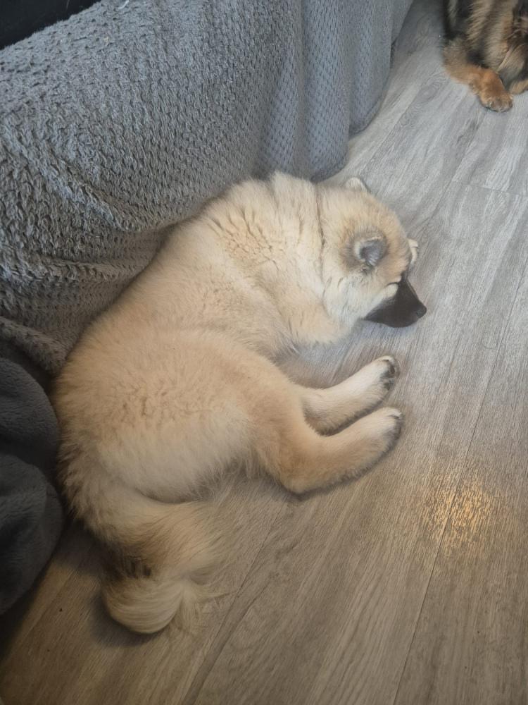 Anari asleep after a long play time