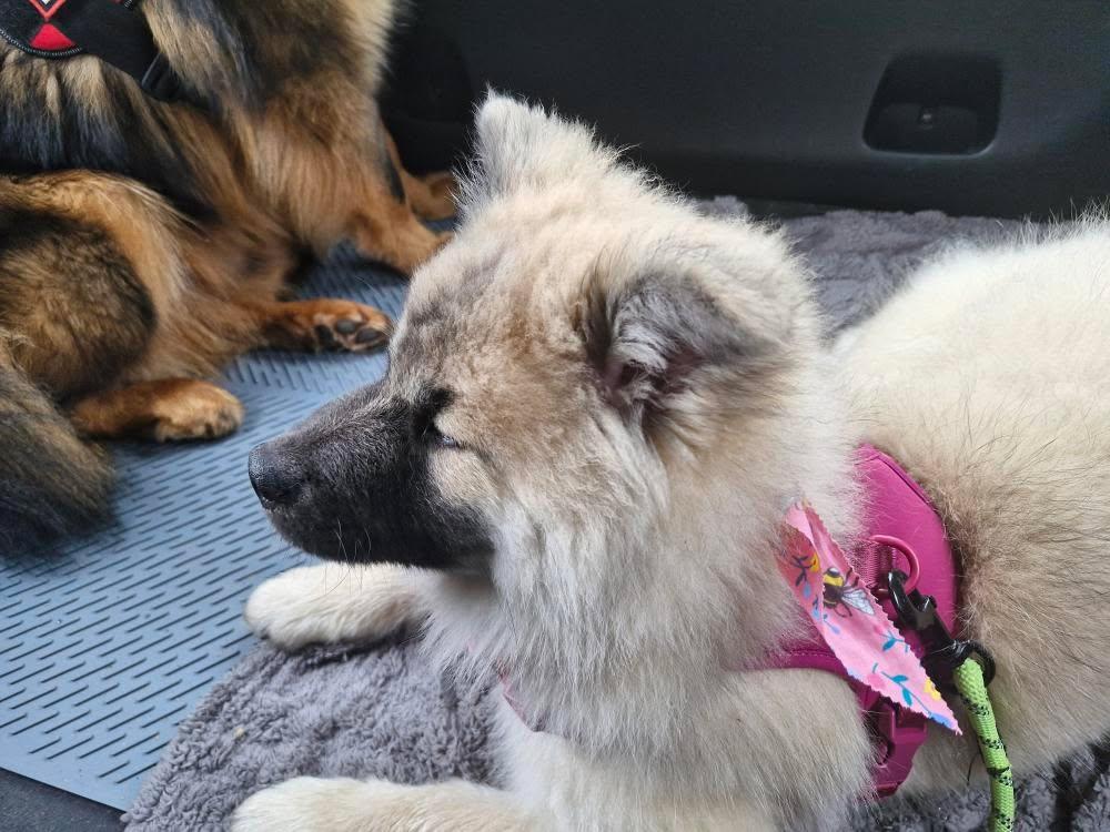 Anari with her new harness