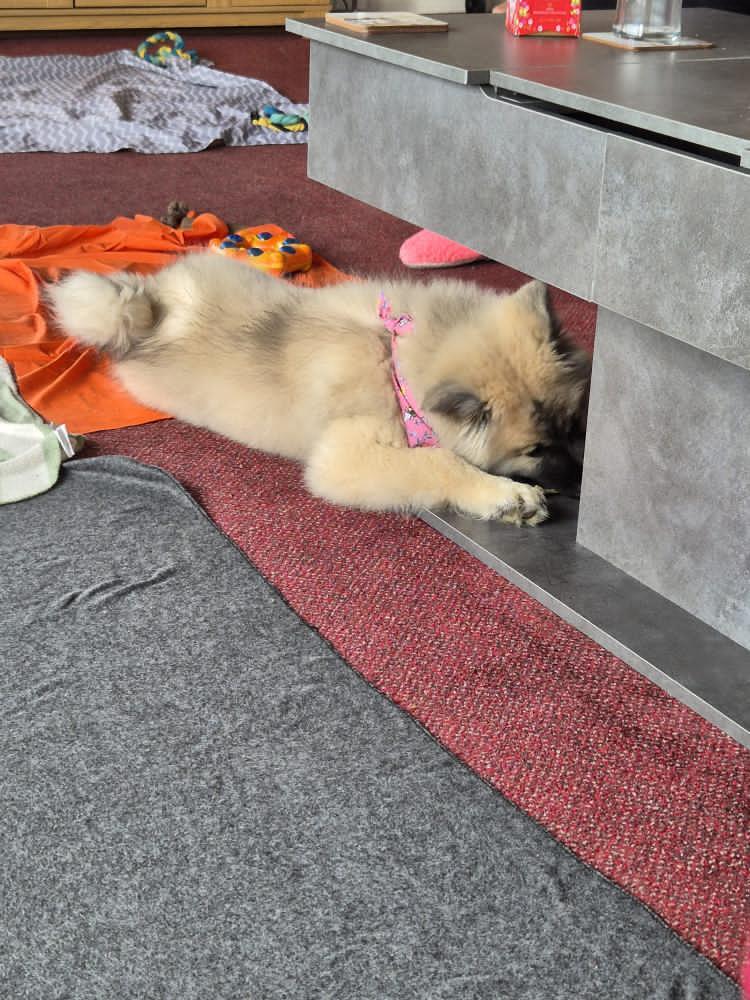 Anari inspecting the new table