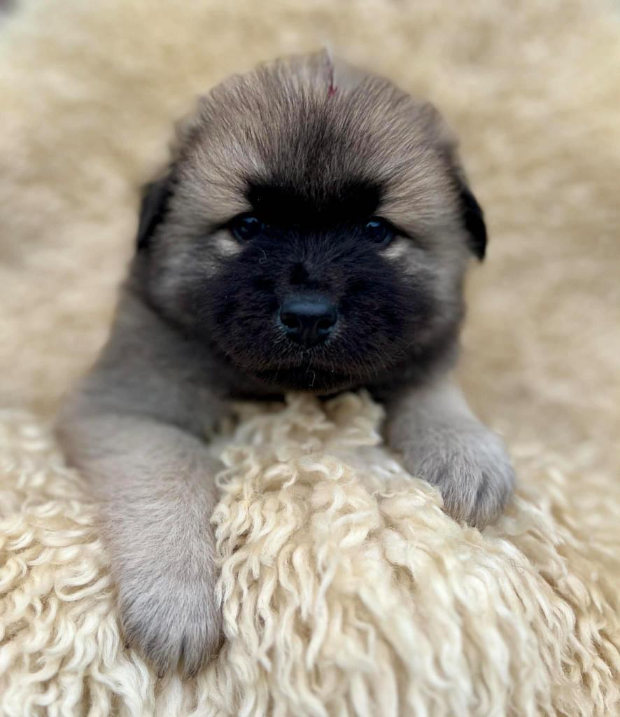 Anari as a puppy in Norway