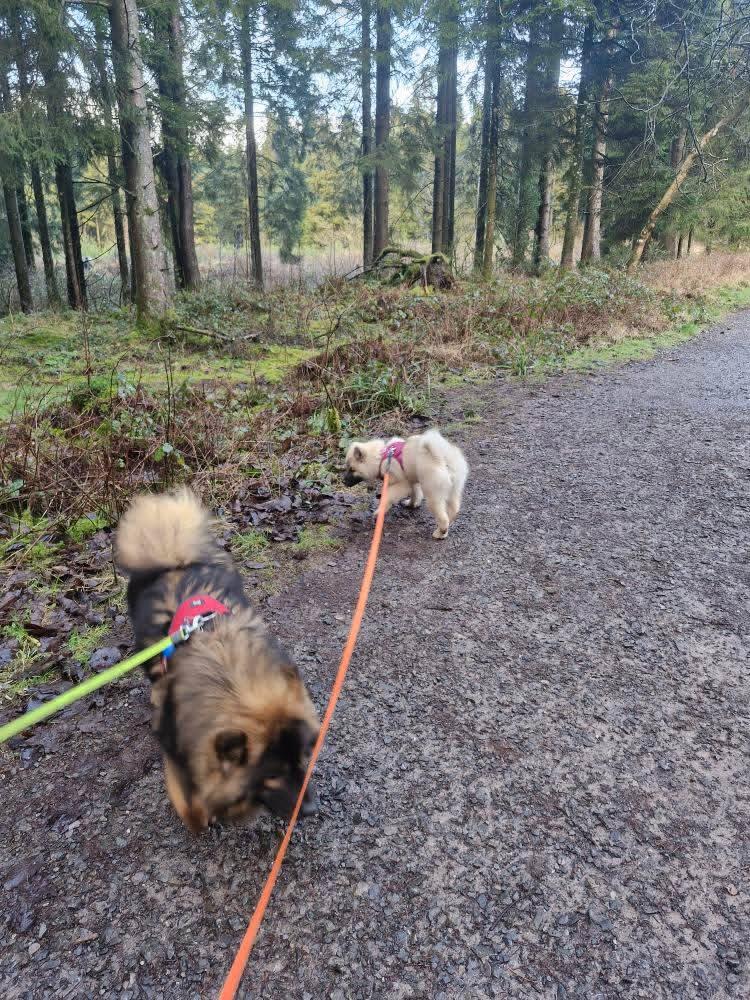 Anari on her first walk in the woods