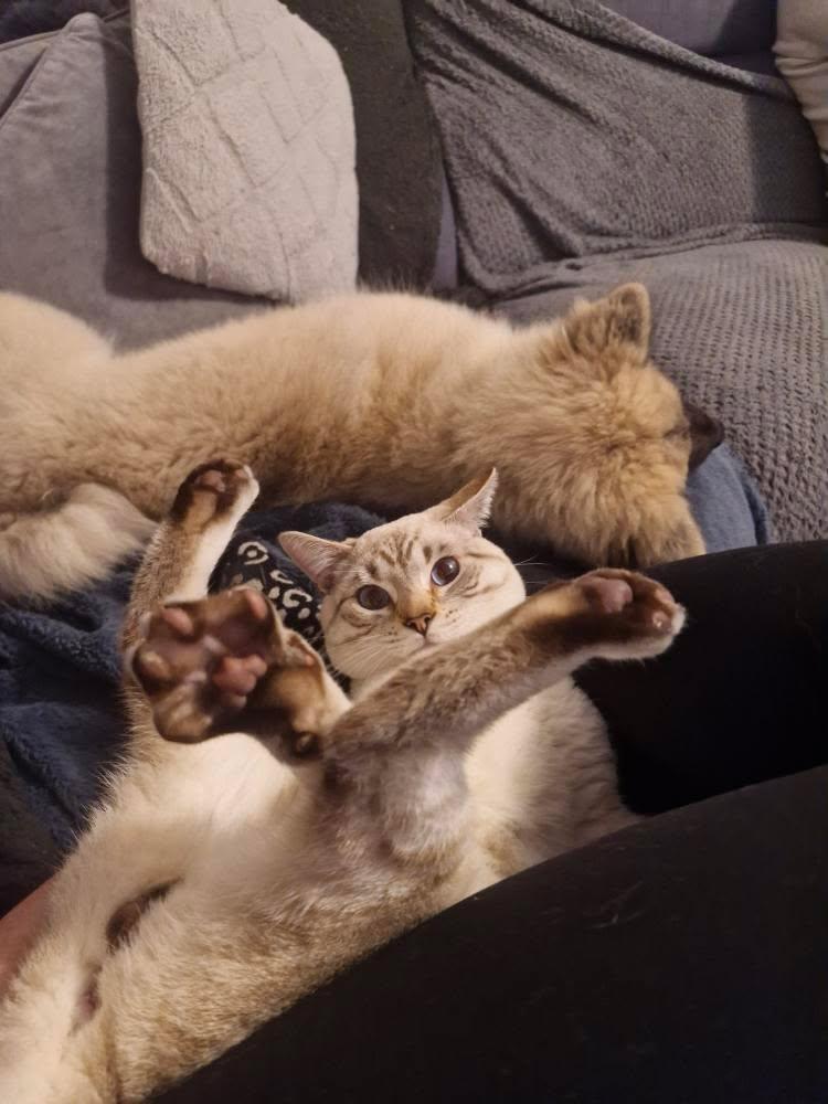 Anari laying with her cat brother