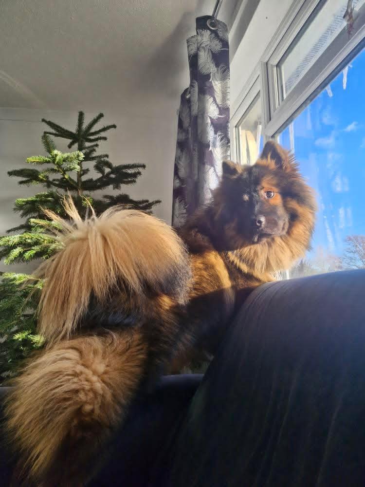 coda looking for the postman