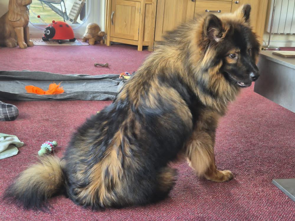 coda watching Anari asleep under the table