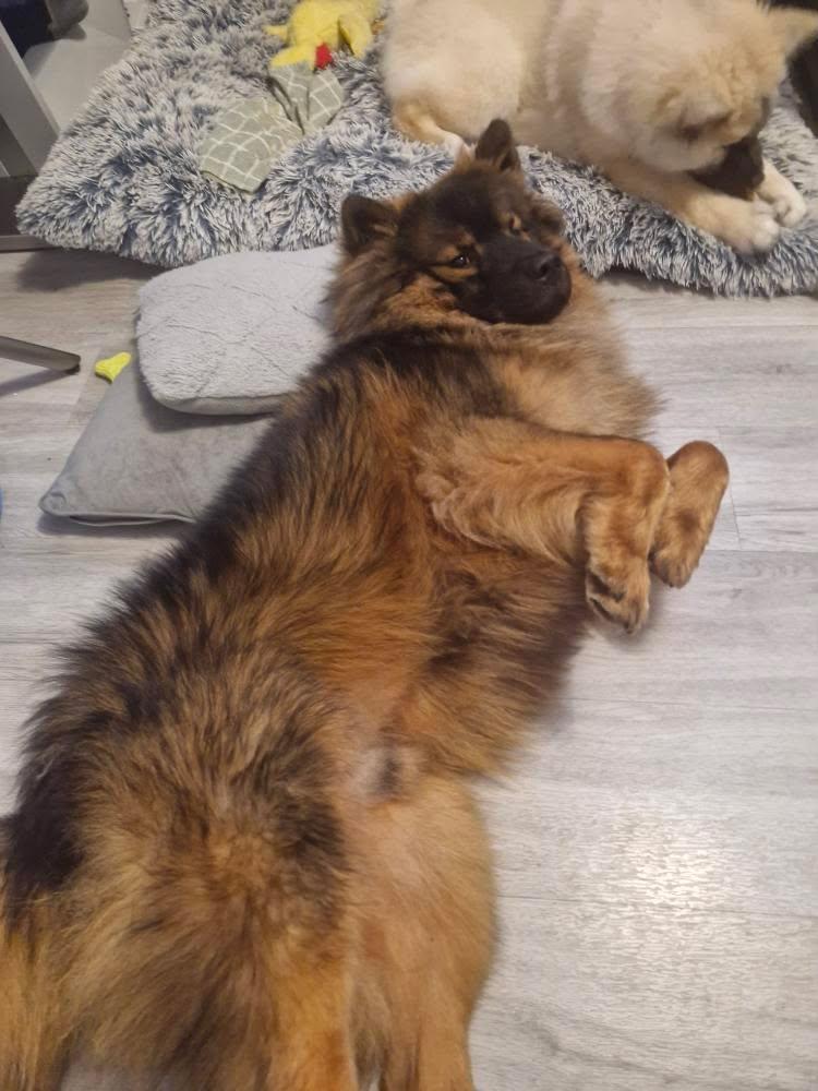 coda waiting for his belly to be scratched