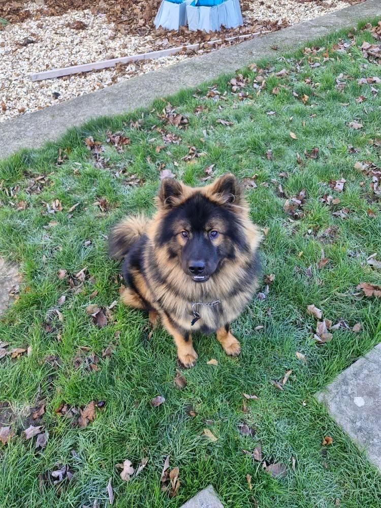 coda waiting for a treat