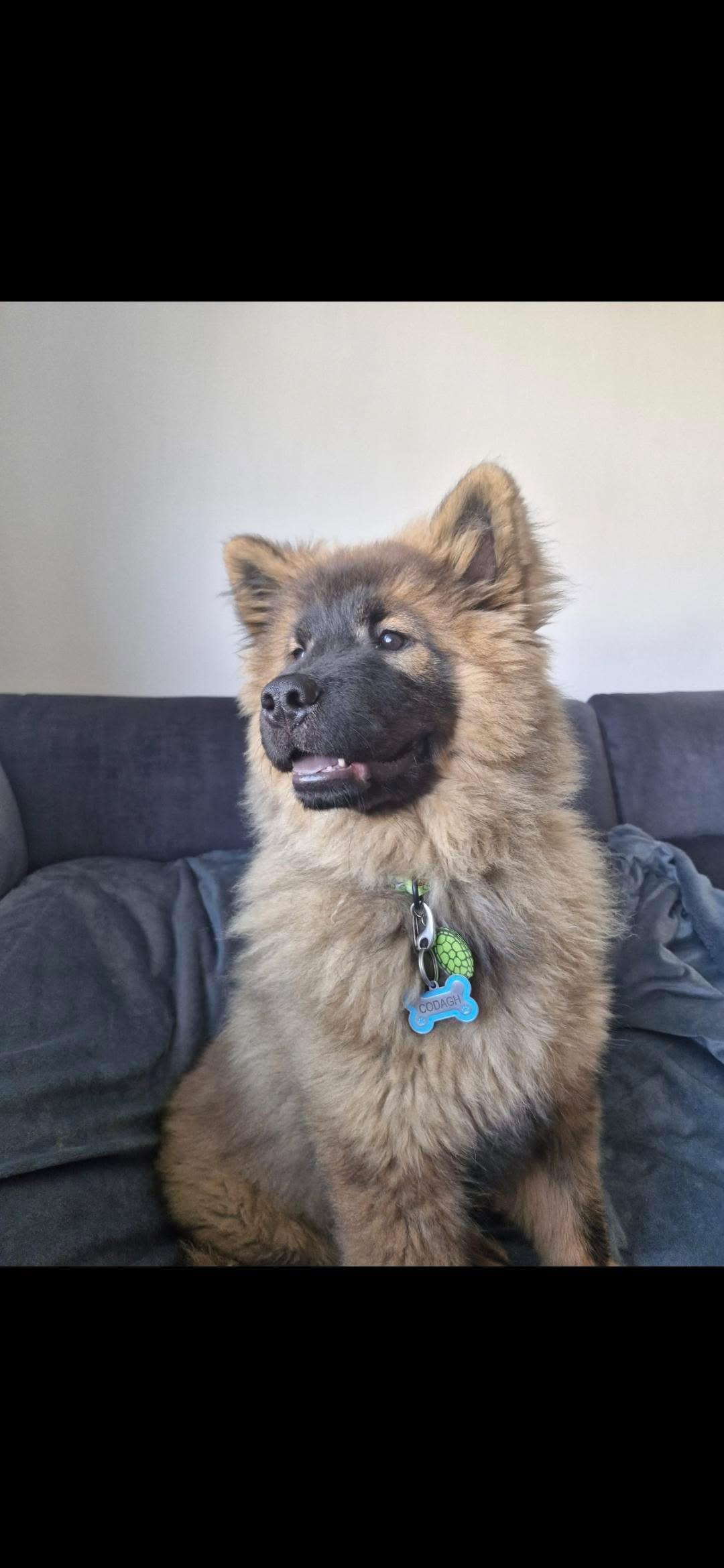 coda watching the neighbours outside