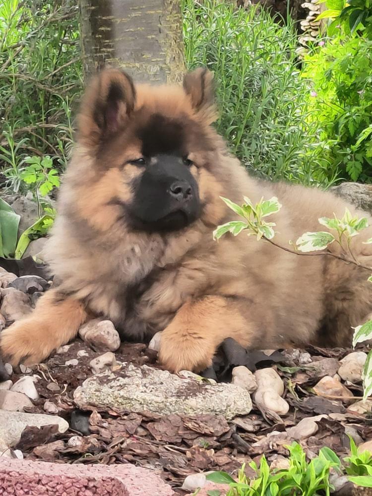 coda as a chunky puppy