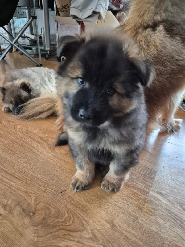 first time meeting puppy coda in Czech