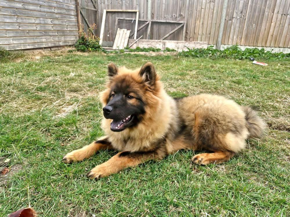 young coda enjoying the British dreary weather