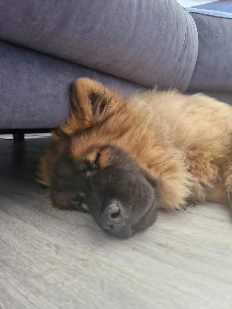 young coda having a nap